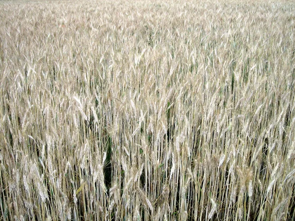 上から近くの畑で熟した小麦の穂 — ストック写真