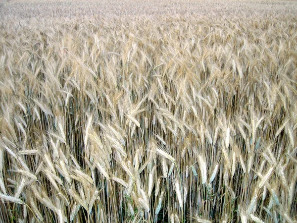 Вуха Стиглої Пшениці Полі Крупним Планом Зверху — стокове фото