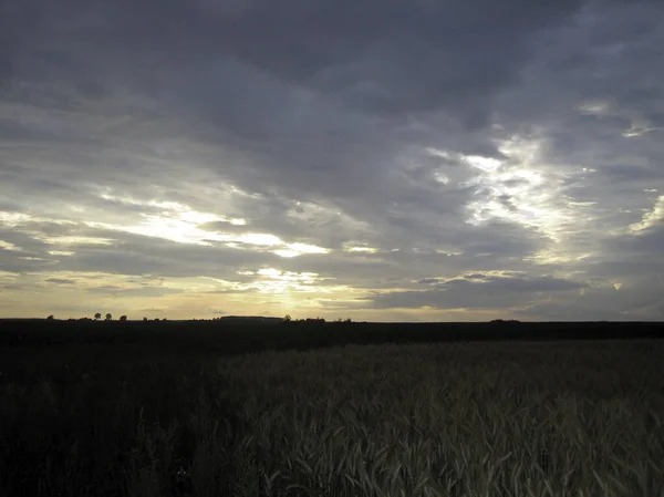 日没時に小麦の平らなフィールド 耳はほぼ熟しています 夕焼け空の暖かい光が緑の雲を突き抜けていく — ストック写真