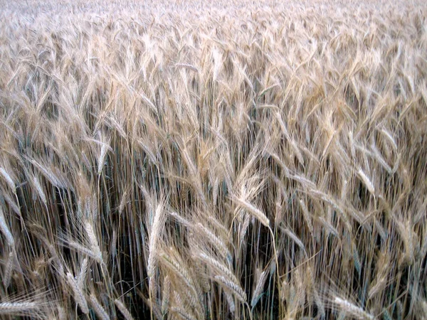 Orelhas Trigo Maduro Campo Close Cima — Fotografia de Stock