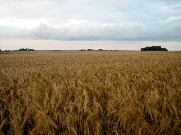 Flat Field Sown Cereals Sunset Summer Evening Distance Low Trees — Stockfoto