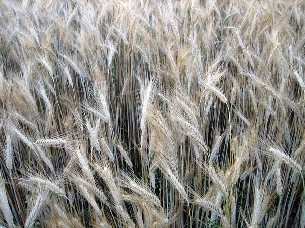 Ears Ripe Wheat Field Close — Stockfoto