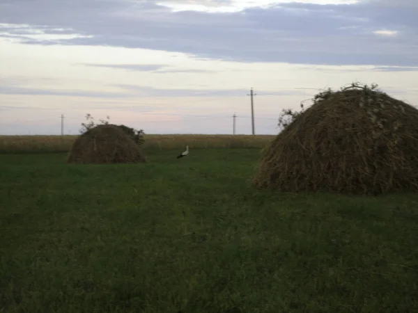 Haystacks Campo Siega Final Del Día Los Rayos Del Sol —  Fotos de Stock