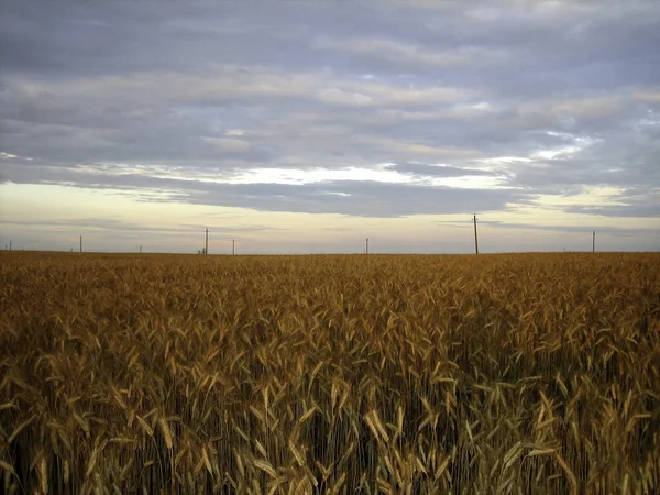 Campo Plano Trigo Pôr Sol Orelhas Estão Quase Maduras Luz — Fotografia de Stock