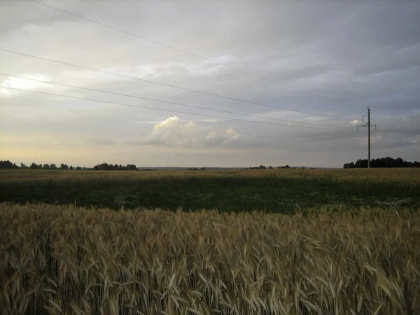 저녁해 곡류가 뿌려진 밭이었다 나무들이 보인다 구름낀 하늘은 빛으로 — 스톡 사진