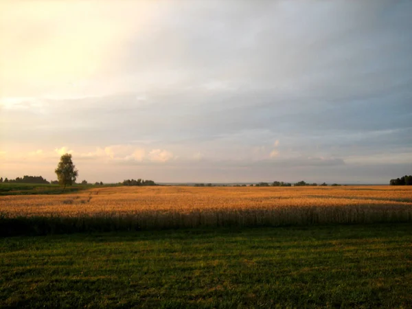 Flat Field Sown Cereals Sunset Summer Evening Distance Low Trees — Foto Stock