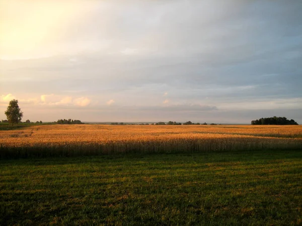 夏の夕方には日没時に穀物を蒔いた平らな畑 遠くには低い木が見える 曇り空には夕日の暖かい光が溢れています — ストック写真