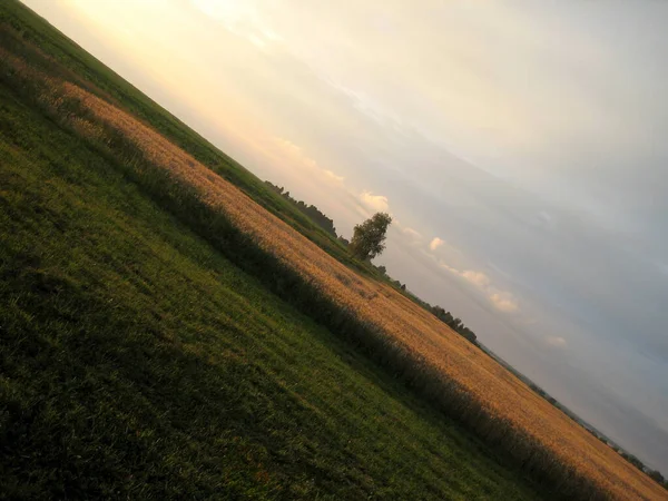 Flat Field Sown Cereals Sunset Summer Evening Distance Low Trees — Stockfoto