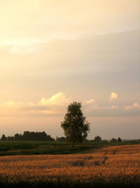 Flat Field Sown Cereals Sunset Summer Evening Distance Low Trees — Stockfoto