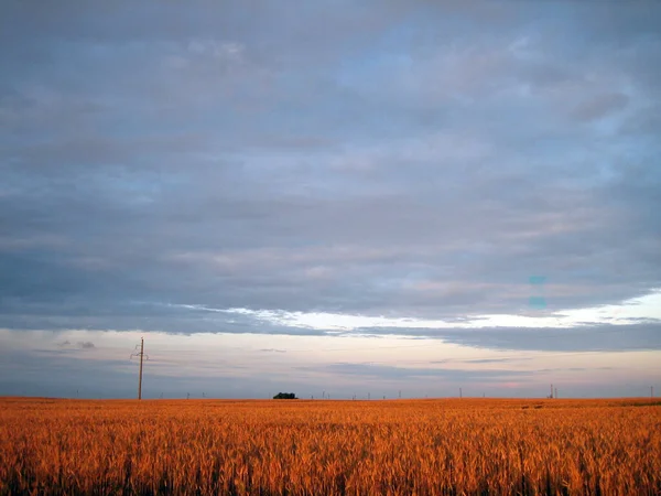 Плоское Поле Пшеницы Закате Уши Почти Созрели Теплый Свет Закатного — стоковое фото
