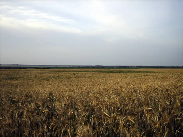 日没時に小麦の平らなフィールド 耳はほぼ熟しています 夕焼け空の暖かい光が緑の雲を突き抜けていく — ストック写真
