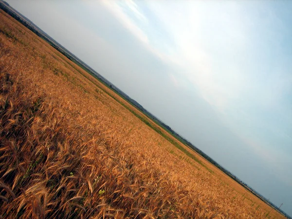 Flat Field Wheat Sunset Ears Almost Ripe Warm Light Sunset — Foto Stock