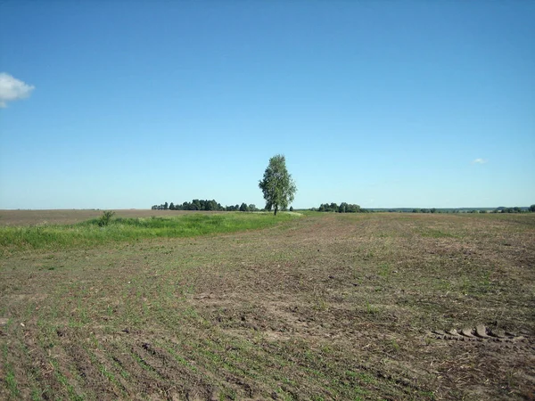 Campo Arato Pianeggiante Con Terreno Fertile Chernozem Lontananza Singoli Alberi — Foto Stock