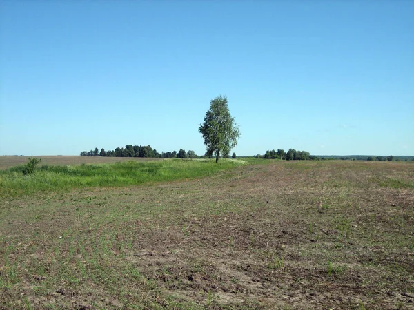 肥沃な土壌 チェルノゼムと平らな耕地 遠くには水平線に個々の木が見えます — ストック写真
