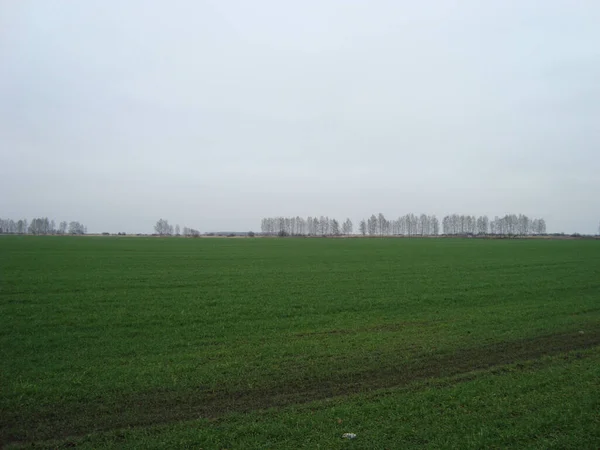 平らな田舎町の畑は再び緑に変わり始めます 野原には曇り空が広がっている — ストック写真