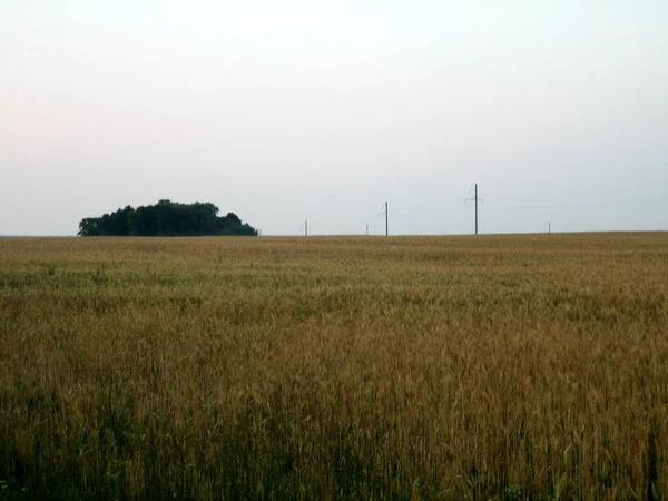 Flat Field Sown Cereals Sunset Summer Evening Distance Low Trees — Stockfoto