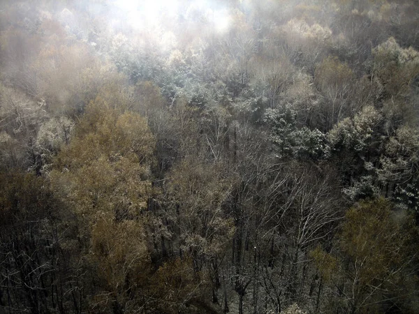 Pohled Shora Smíšený Les Špatného Počasí Zimy Nebo Podzimu Les — Stock fotografie