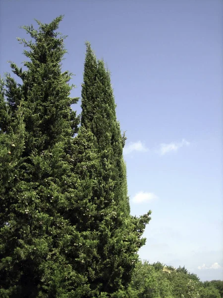 Den Gröna Granen Fluffade Nålarna Majestätiska Granar Skogen — Stockfoto