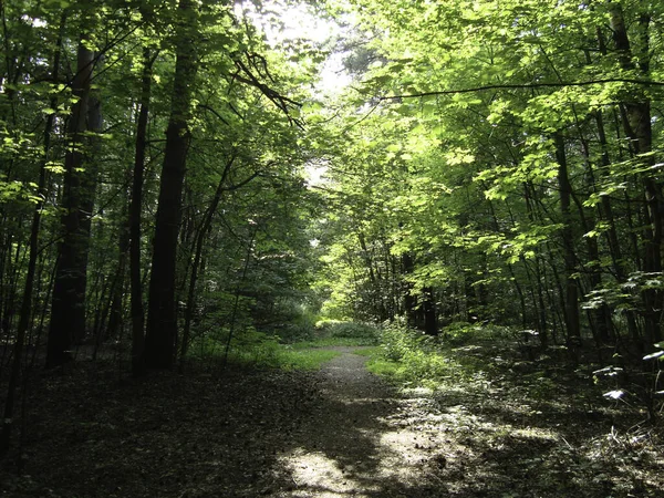 Lesní Cesta Mezi Vysokými Stromy Létě Slunečného Letního Dne — Stock fotografie