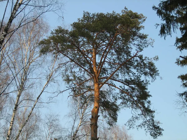 Šířící Koruna Borovice Obklopená Dalšími Stromy Lesích Středního Ruska — Stock fotografie