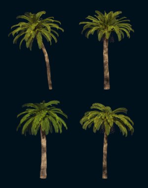 dört palmiye ağaçları 3d cg