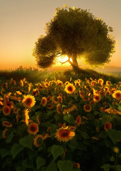 Champ de tournesol, 3d CG — Photo