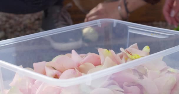 Meninas separam as pétalas de rosa dos botões com as mãos — Vídeo de Stock