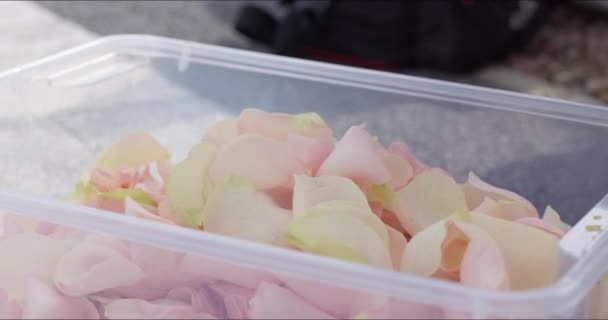 Dívky oddělují okvětní lístky růží od pupenů rukama — Stock video