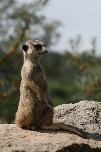 アドオンまたはミーアキャット （ミーアキャット属 suricatta) 南アフリカのガードに立っています。 — ストック写真