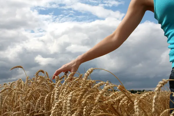 Mano en campo de trigo — Foto de Stock