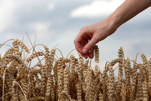 Hand in tarweveld — Stockfoto