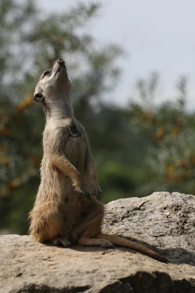 沼狸或海岛猫鼬 （suricata suricatta） 站岗，南非 — 图库照片