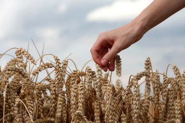 Mano en campo de trigo — Foto de Stock
