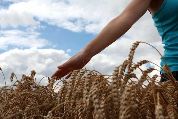 Hand in tarweveld — Stockfoto