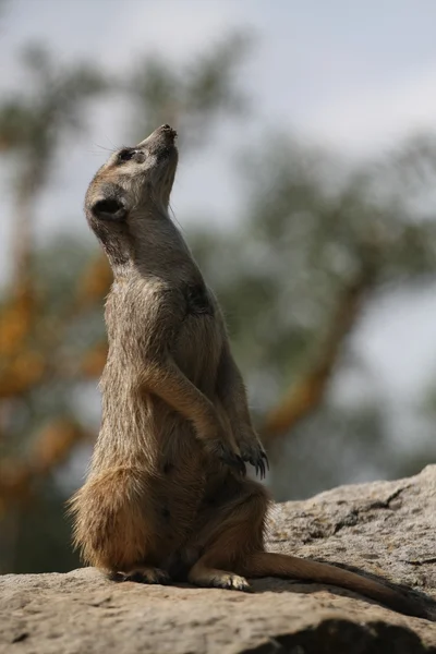 Suricate vagy Szurikáta (suricata suricatta) állt őr, Dél-afrikai Köztársaság — Stock Fotó