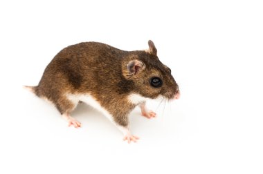 Eversmann'ın hamster