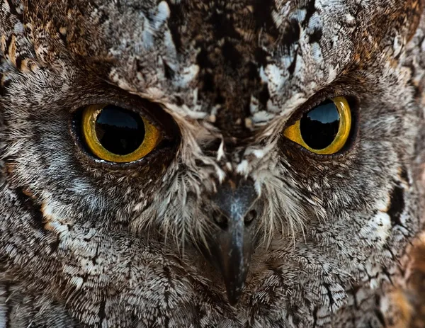 Porträt einer Scops-Eule — Stockfoto