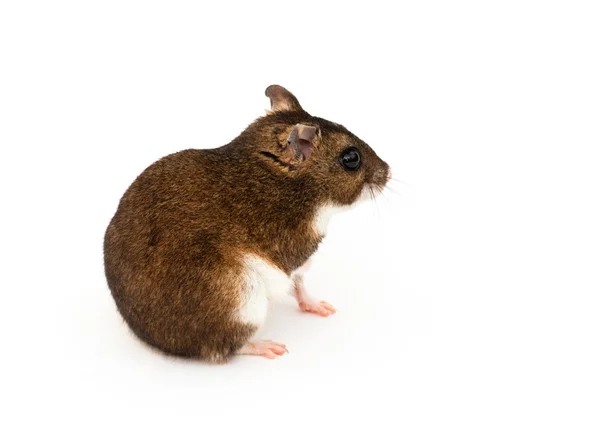 O hamster de Eversmann — Fotografia de Stock