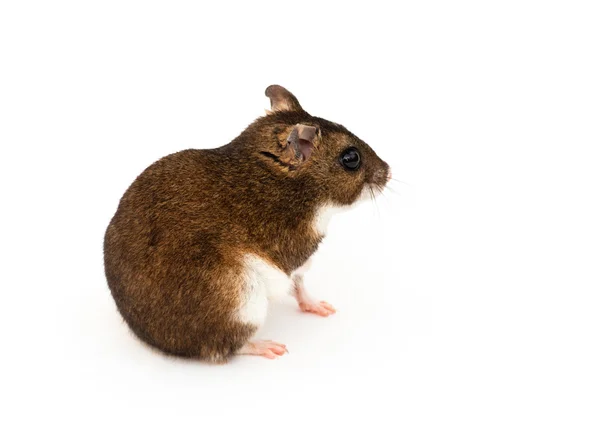 O hamster de Eversmann Imagem De Stock