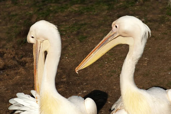 Dois pelicanos — Fotografia de Stock