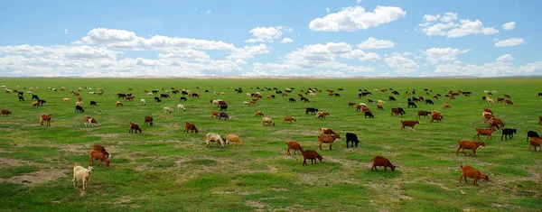 Chèvres dans la steppe mongole — Photo