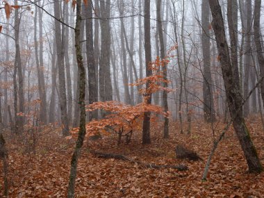 Sonbahar ormanı yağmurlu ve sisli havalarda