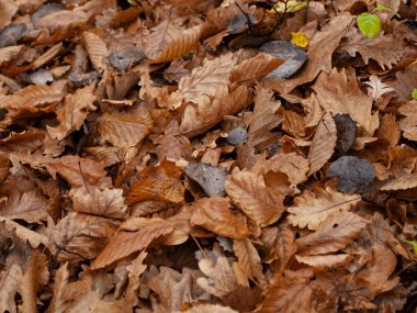 Sarı sonbahar yaprakları ormanda ayak altında