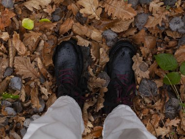 Sarı sonbahar yaprakları ormanda ayak altında