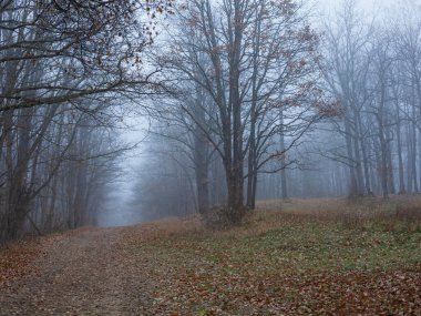 Sonbahar ormanı yağmurlu ve sisli havalarda