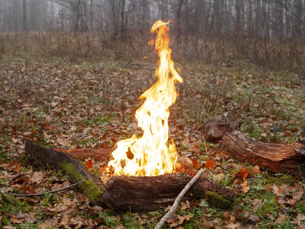 Máglyaégetés Őszi Erdőben — Stock Fotó