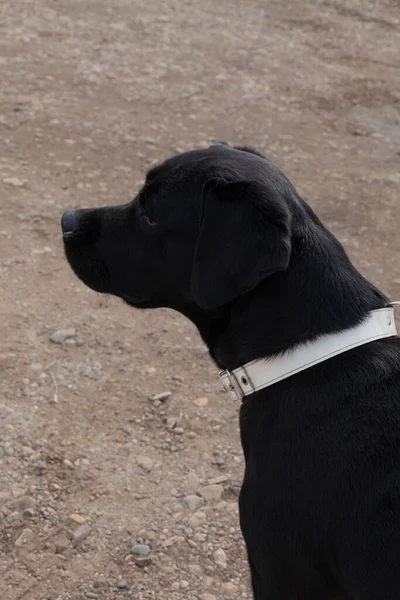 Labrador Preto Andando Sobre Uma Trela — Fotografia de Stock