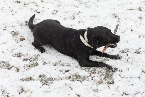 Labrador Spielt Schnee — Stockfoto