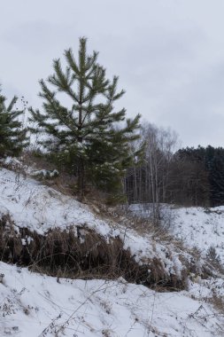 Kışın karlı bir parkta Noel ağaçları