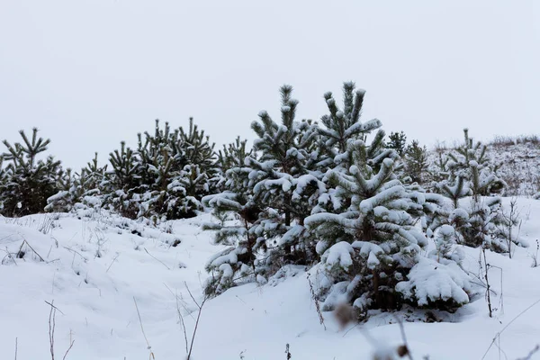 Arbres Noël Dans Parc Enneigé Hiver — Photo